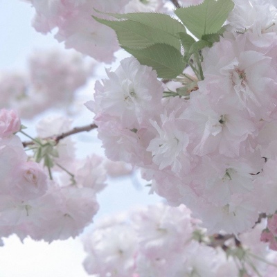 白水福瑞交流群